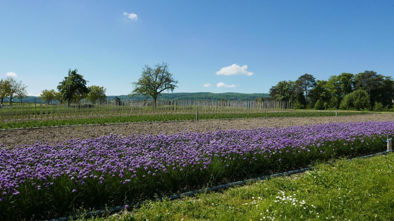 Haus Muensterblick Lejlighed Reichenau Eksteriør billede